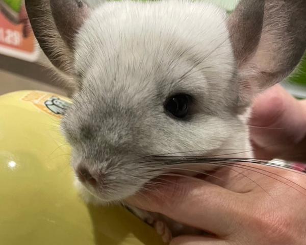 麗日れむの写メ